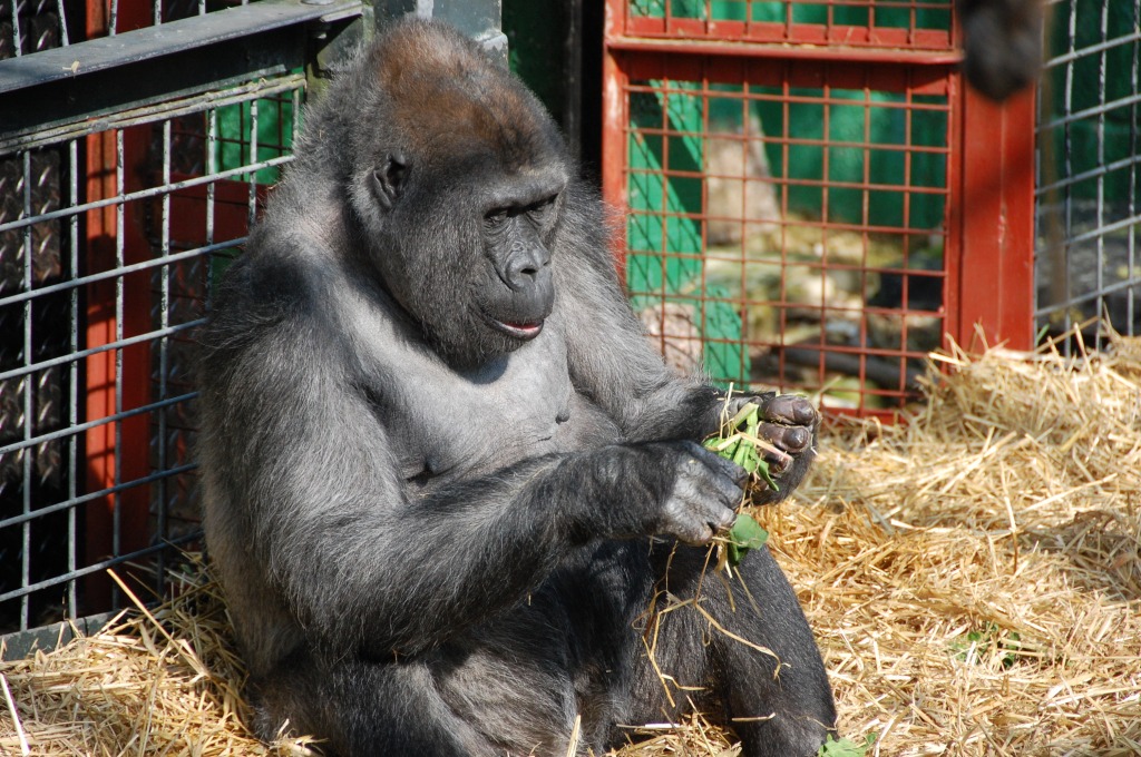 Gorilla Eating jigsaw puzzle in Animals puzzles on TheJigsawPuzzles.com